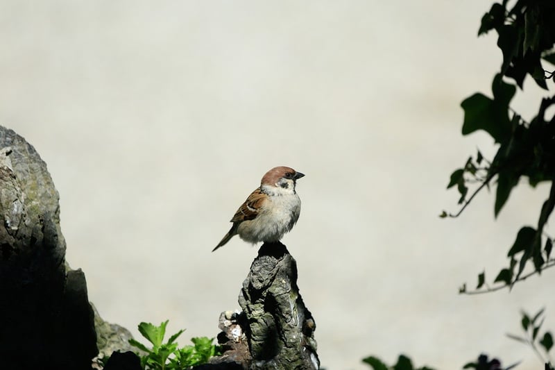 Bird Watching Tours