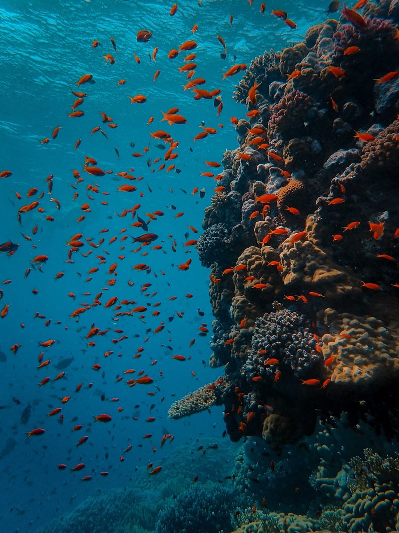 Scuba Diving Sites